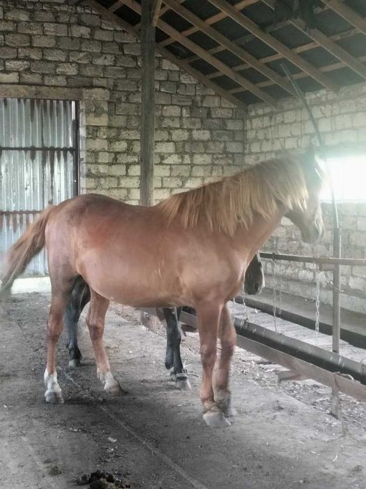Мінгі айғыр сатылады