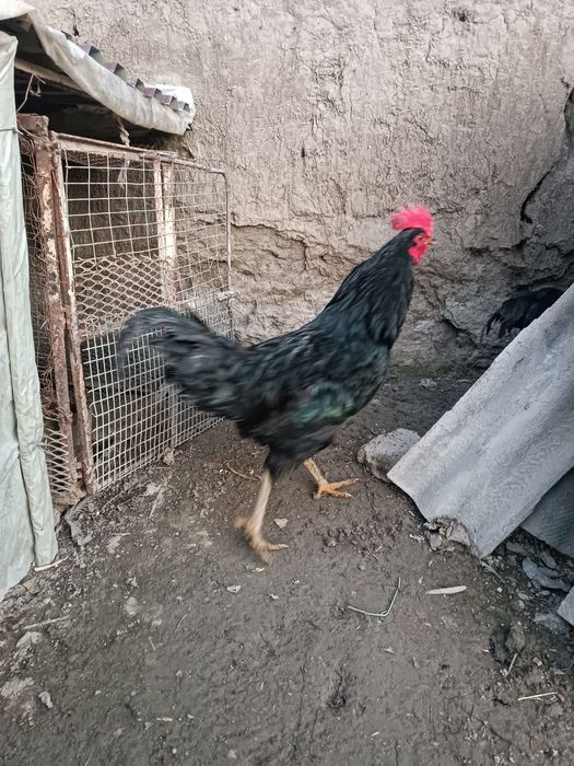 Qora shaxzoda xo'rozlari sotiladi qoni toza