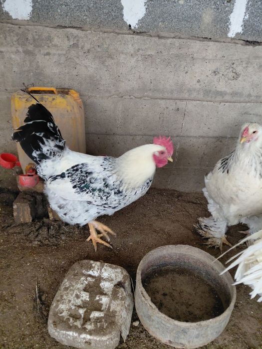 Қораздар Брамма. ЛЕГОРН АДЛЛЕР