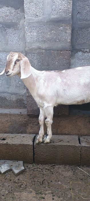 Козочка англо-нубийка