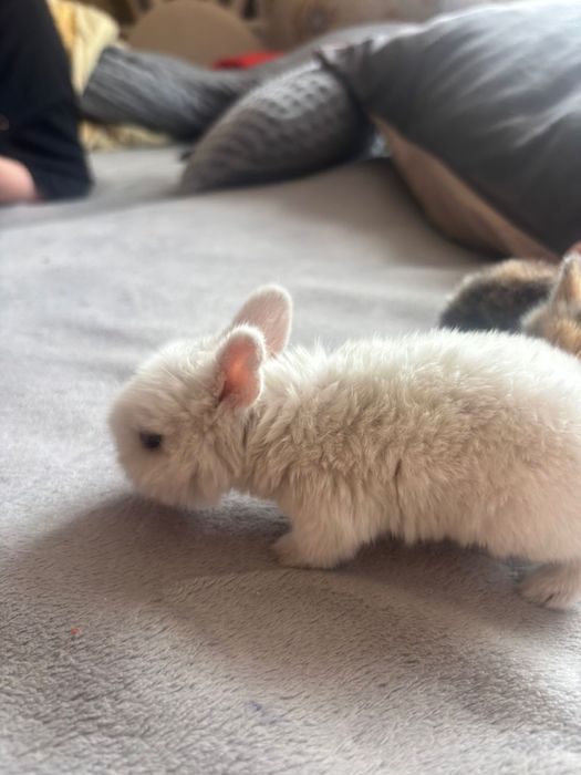 Декоративные кролики