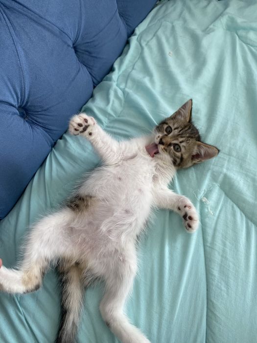 Отдаём ласковых котят в добрые руки