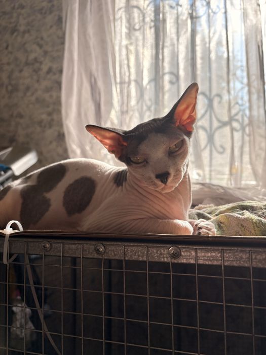 Продам котят сфинксов велюр
