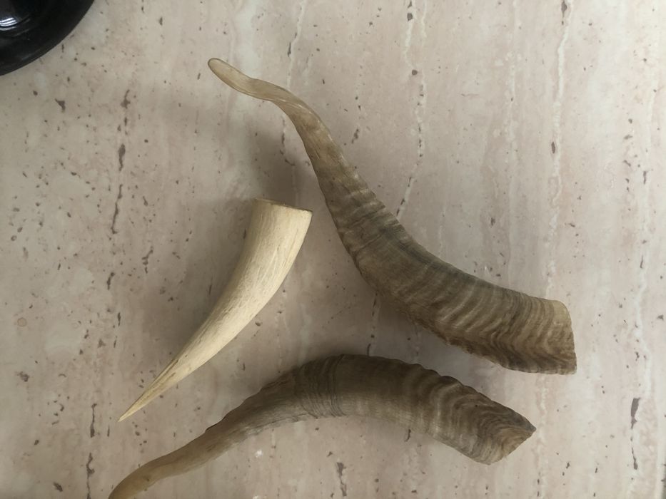 Coarne de berbec set