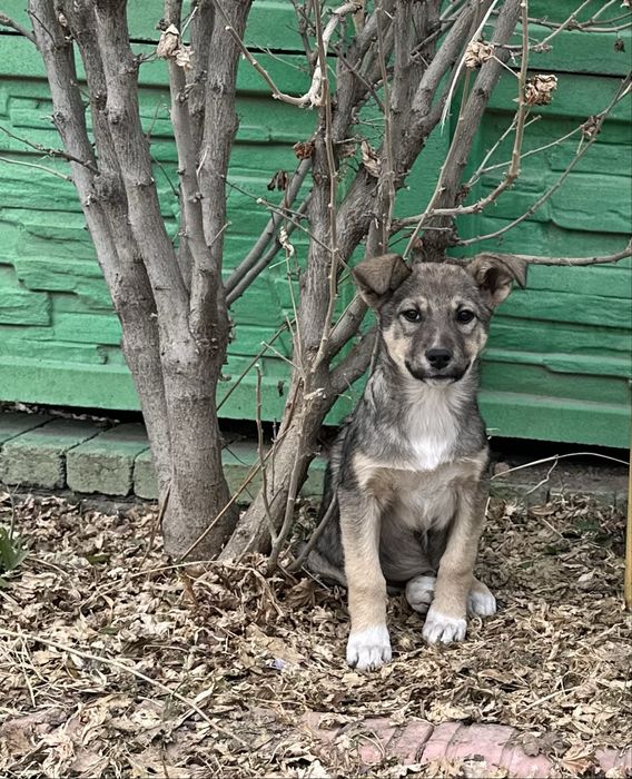 Щенок в добрые руки