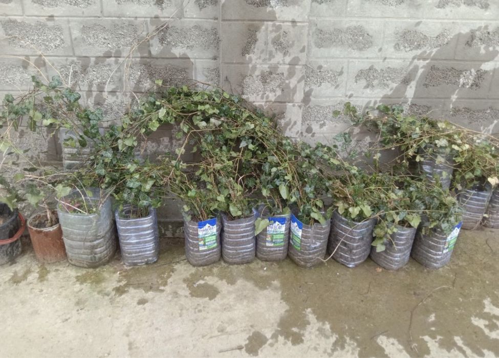 Девичий виноград,текома,кампсис,гортензия,вейгела,вечнозел.плющ,лиана