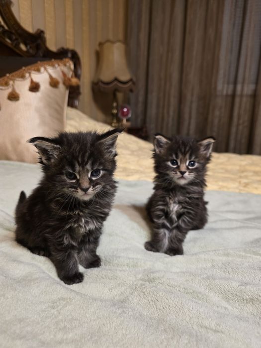 Мейн куун котета