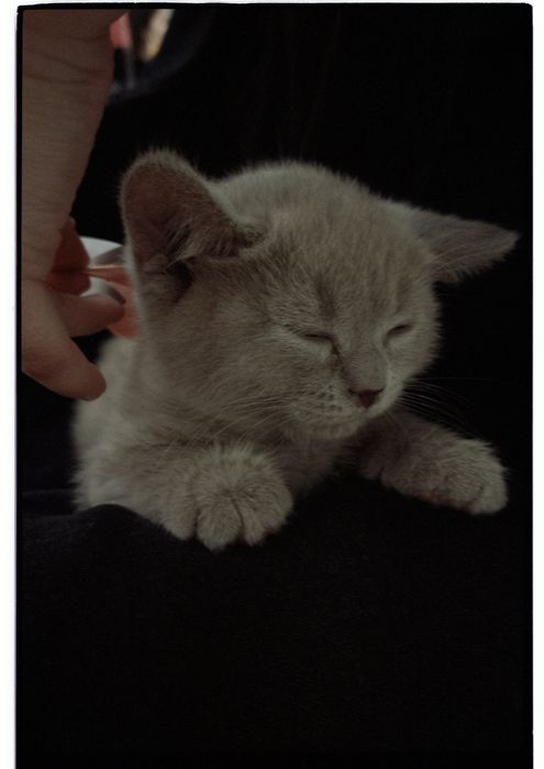 Британский котик,породистый