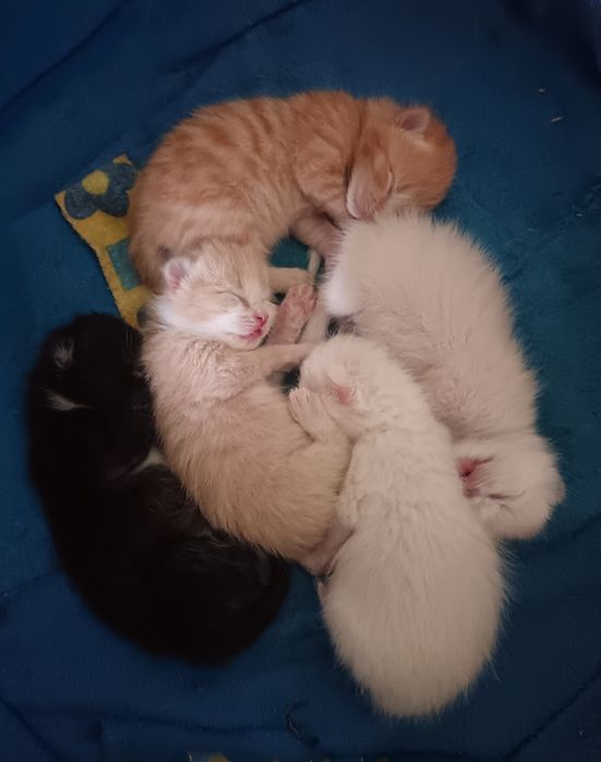 Продам котят. Продам