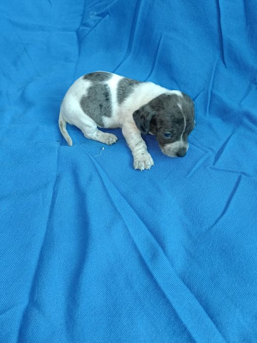 Teckel mini arlechin merle tekel mini