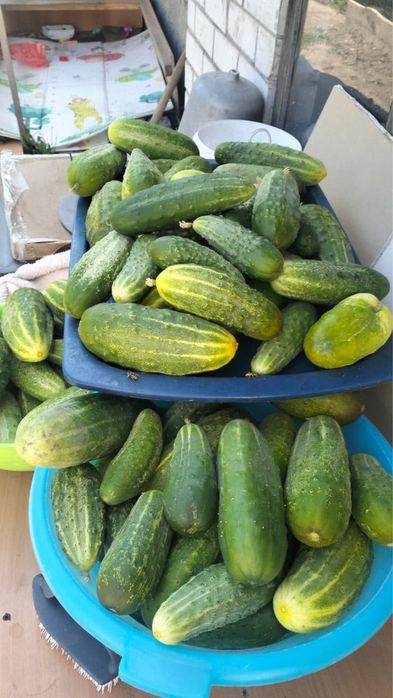 Продам домашние огурцы