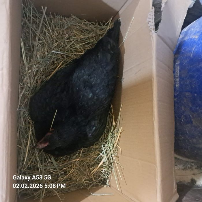 Продам 2 Курицы квочки