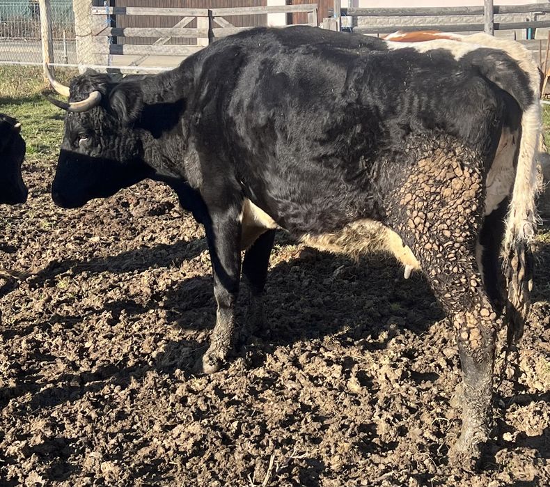 Vand/schimb vaci gestante