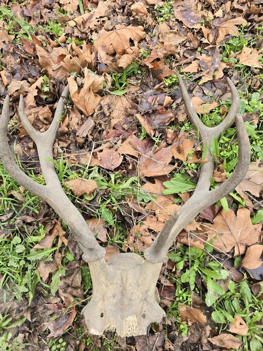 Рога от елен, трофей