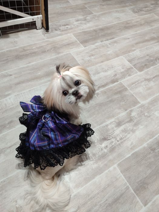 Ши-тцу, девочка 2,5 года ищет пару.