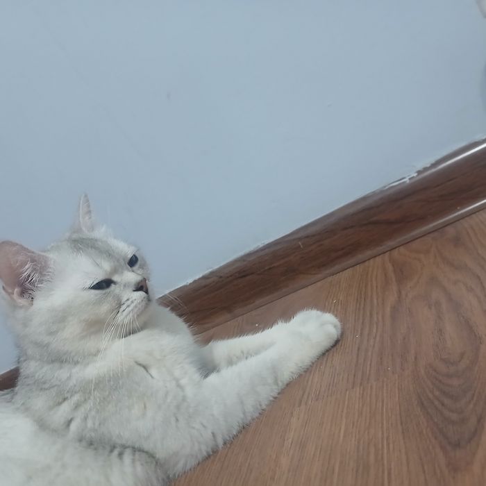 Кошка Британский коротка шерст