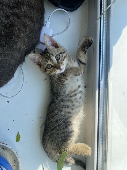 Котята, котенок, кошка