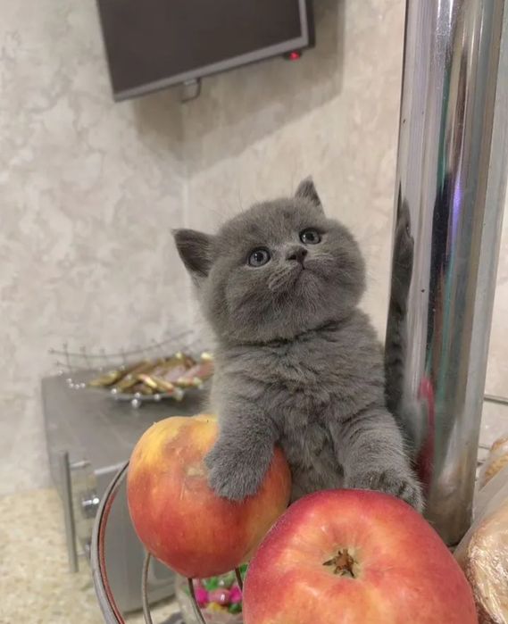 Британский котенок