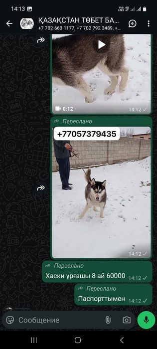 Продам хаски девочка