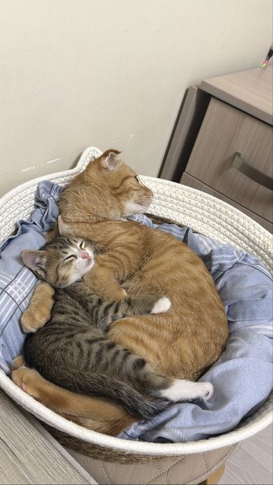 очаровательная девочка, котенок