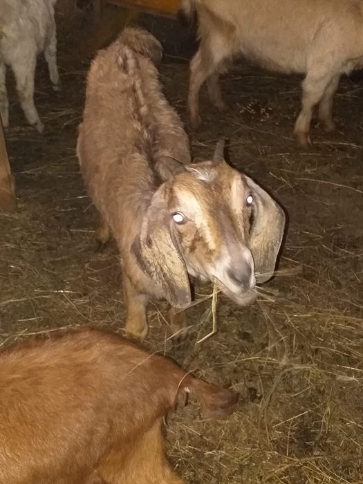 Vând lapte de capră și idute de Anglonubian