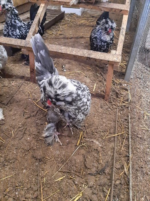 Струмски бантам!