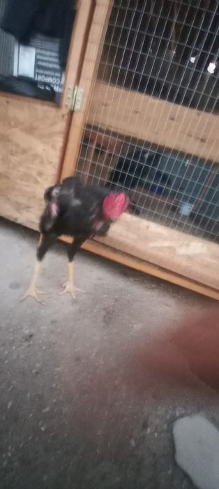 7oyli joja xoroz