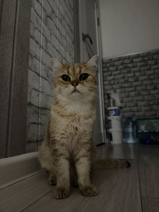Золотая шиншилла