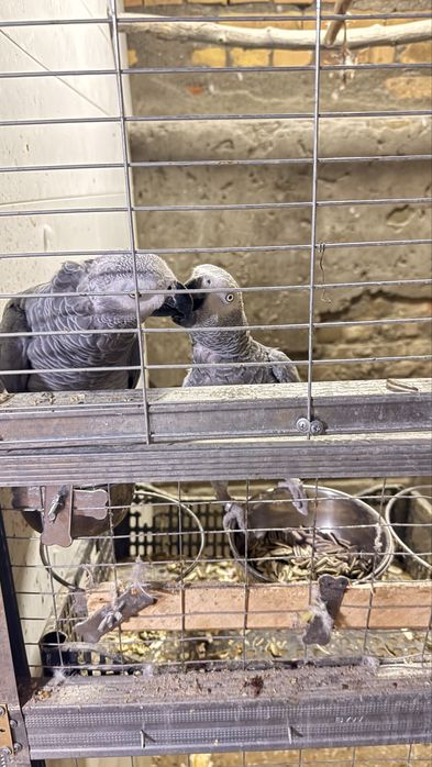 Жако Александр  попугай  оладиганлар  телефон килсин