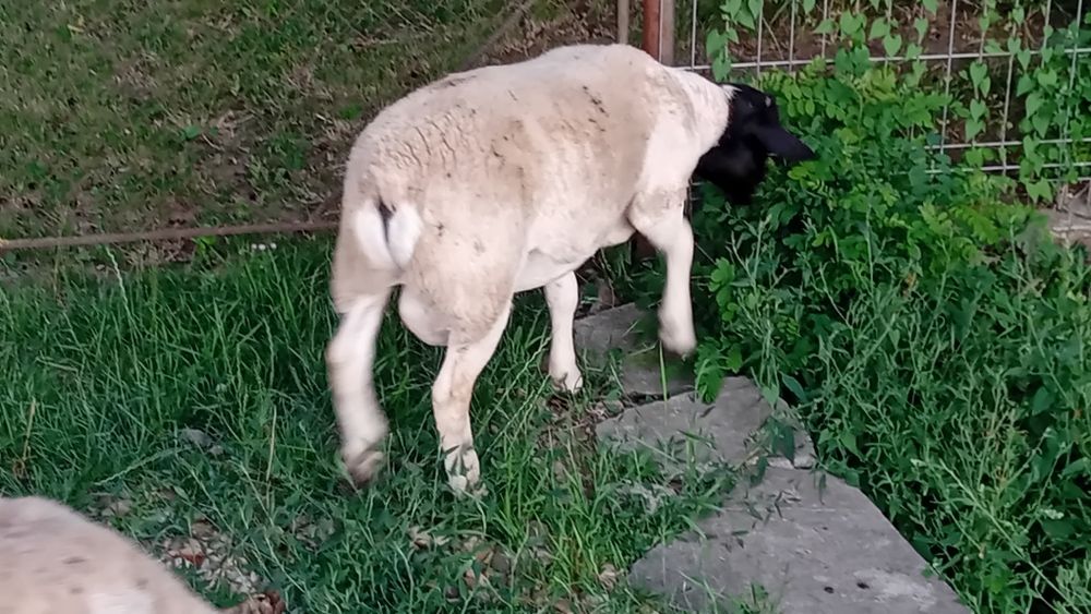 Berbecuț dorper  e bun de monta