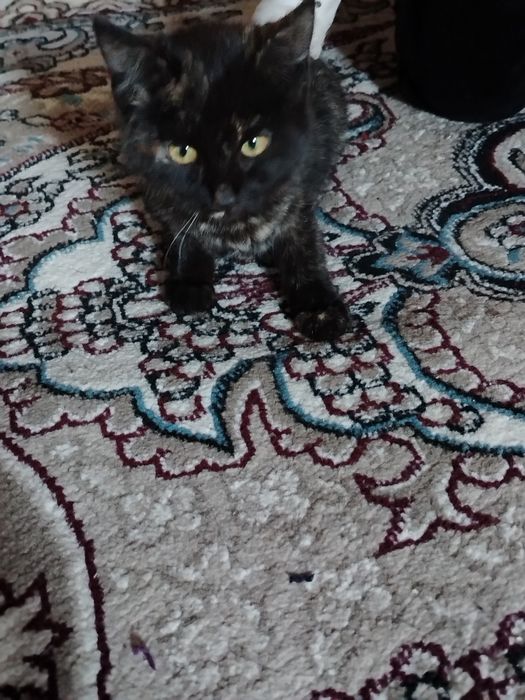 Мушук мушук мушук