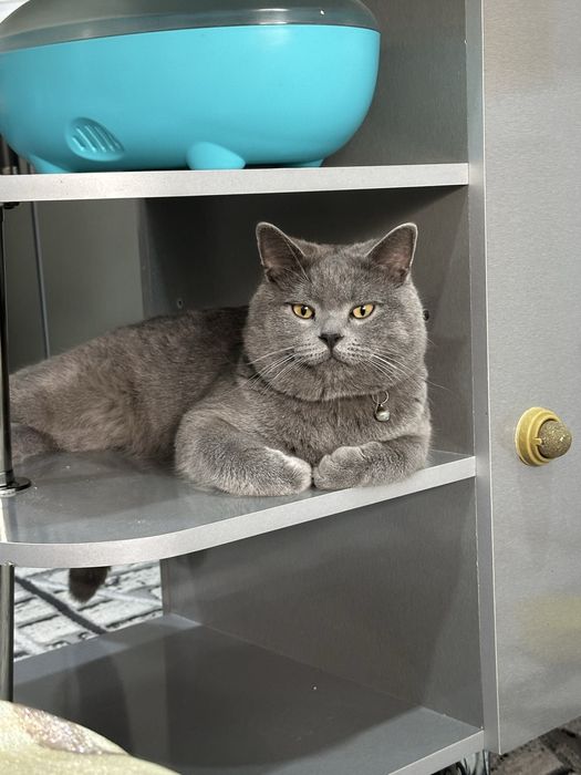 British stright mushugi toza parodalik