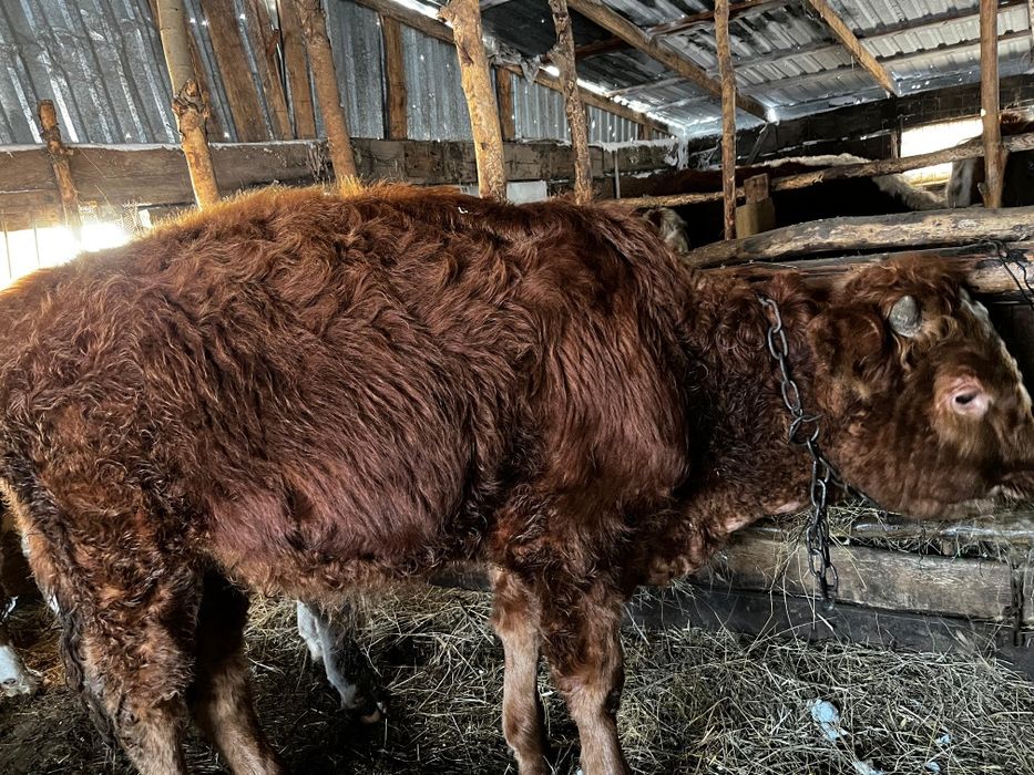 Продается бычки годовалые