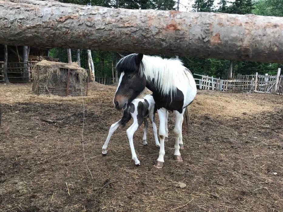 Продам породистых пони
