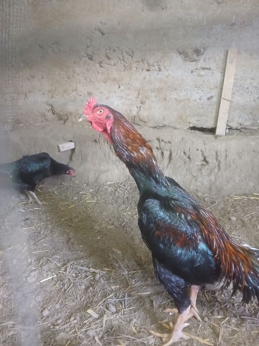 Kulangi ( Dakan xoʻroz )