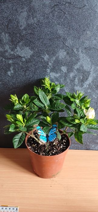 Комнатные растения от 2500