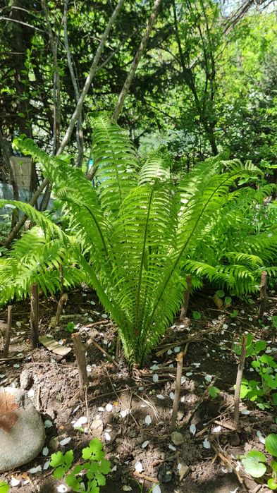 Продам папоротник