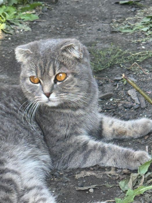 Отдам кошку в добрые руки