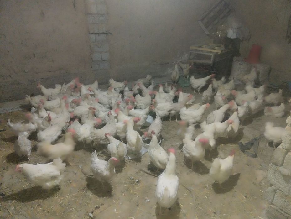 Товуклар сотилади тухум йоналиши