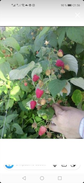 Продам саженцы малины Полька