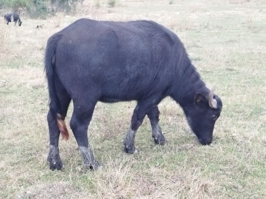 Vind taur bivol virată doi ani
