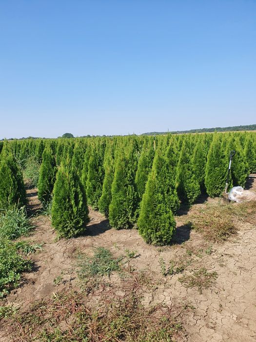 Tuia de pepeniera aclimatizate