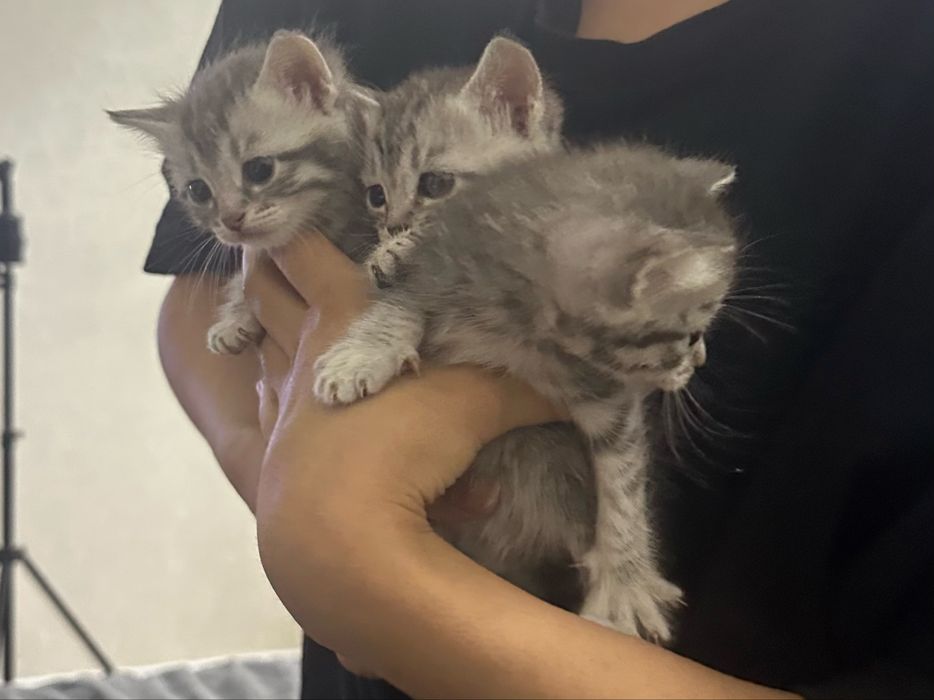 Отдам котят бесплатно