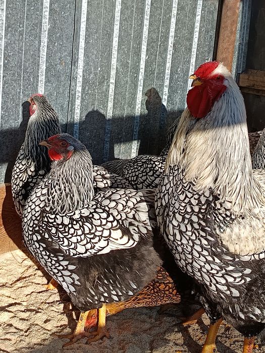 Wyandotte argintiu (ouă de incubat)