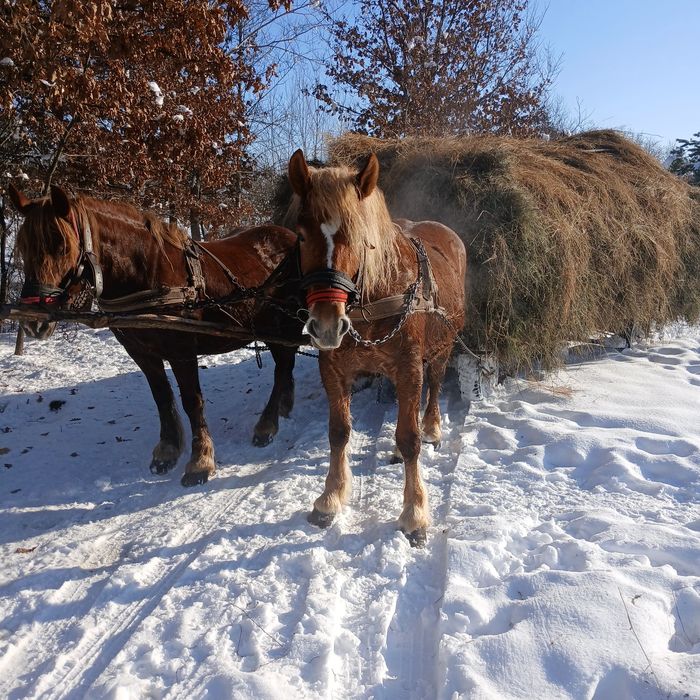 De vânzare  mânză