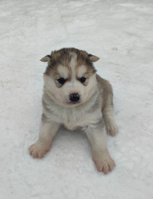 Продам щенков хаски