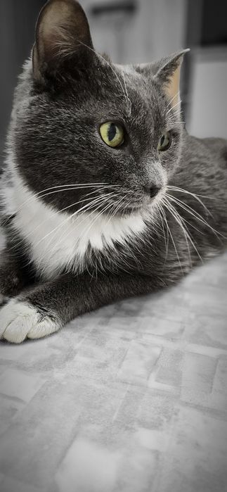 кот кастрат,  ищет доброго человека