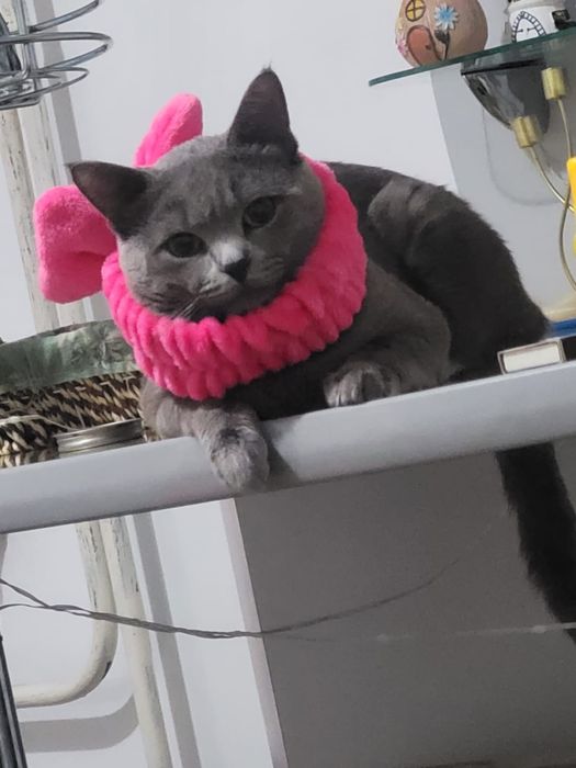 Отдам в добрые руки