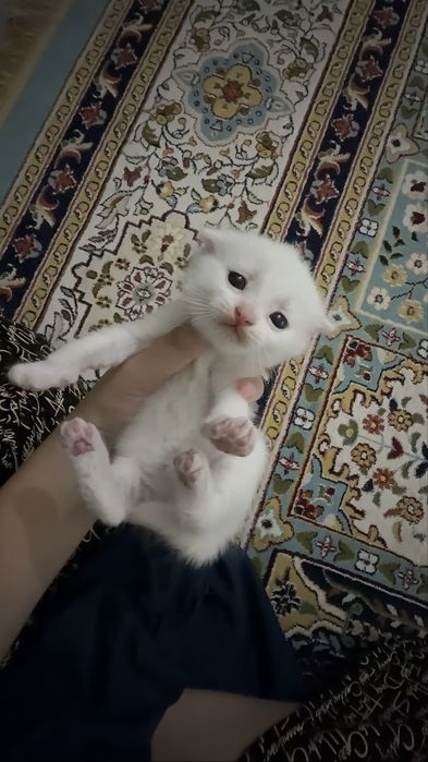 котята веслоухие