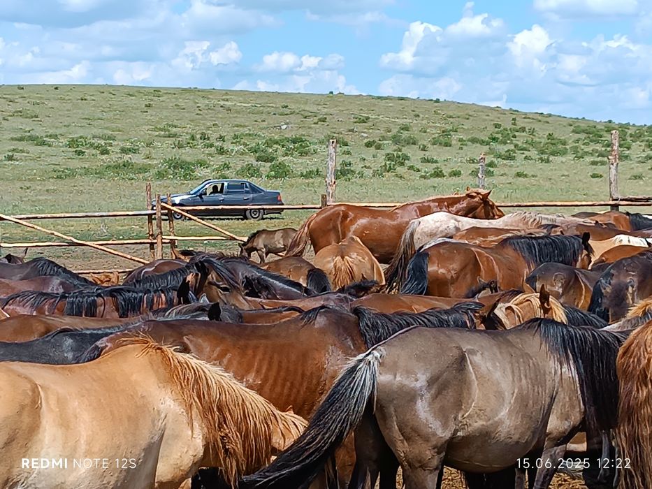 Лошад кобыла ...